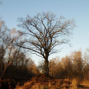 Winterboom - Margreet RodenBurg - Bedrijfscoaching